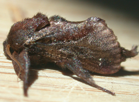 Saddleback